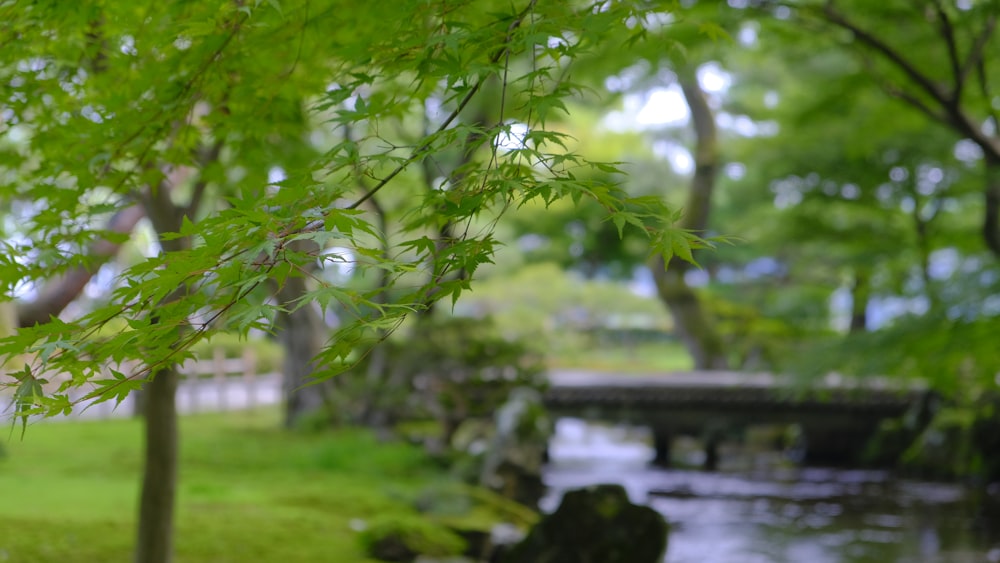 green tree near body of water during daytime