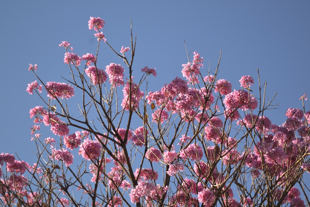 pink cherry blossom under blue sky during daytime