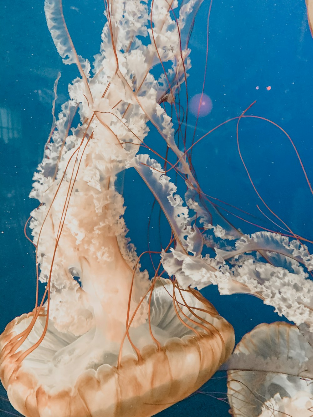 white and brown jellyfish under water