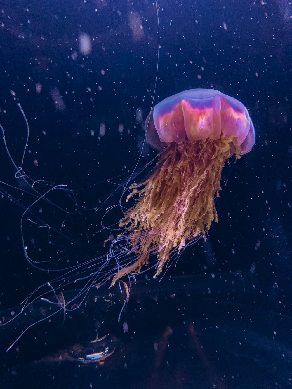 pink jellyfish in blue water