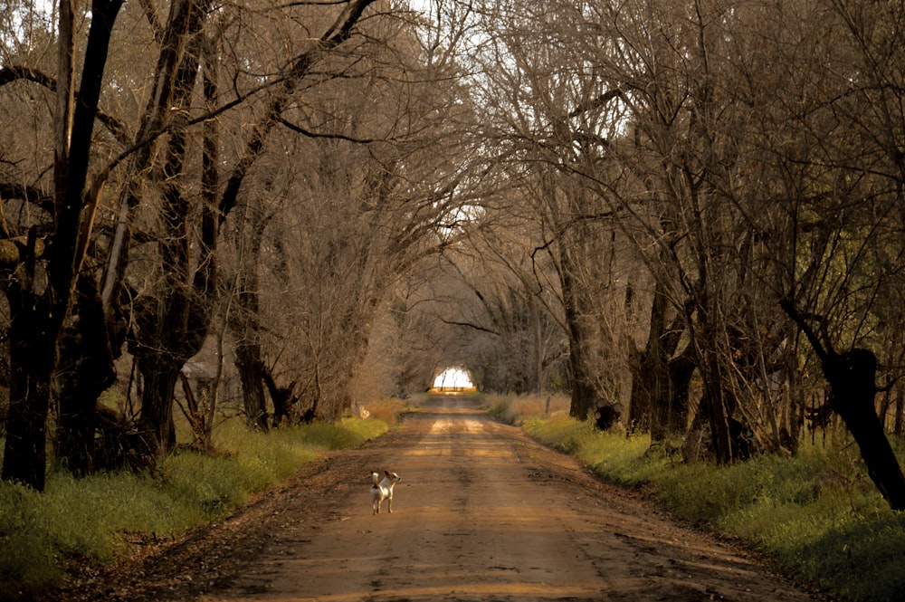 white dog on road between bare trees during daytime
