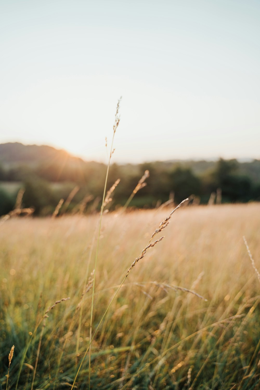 green grass field during daytime