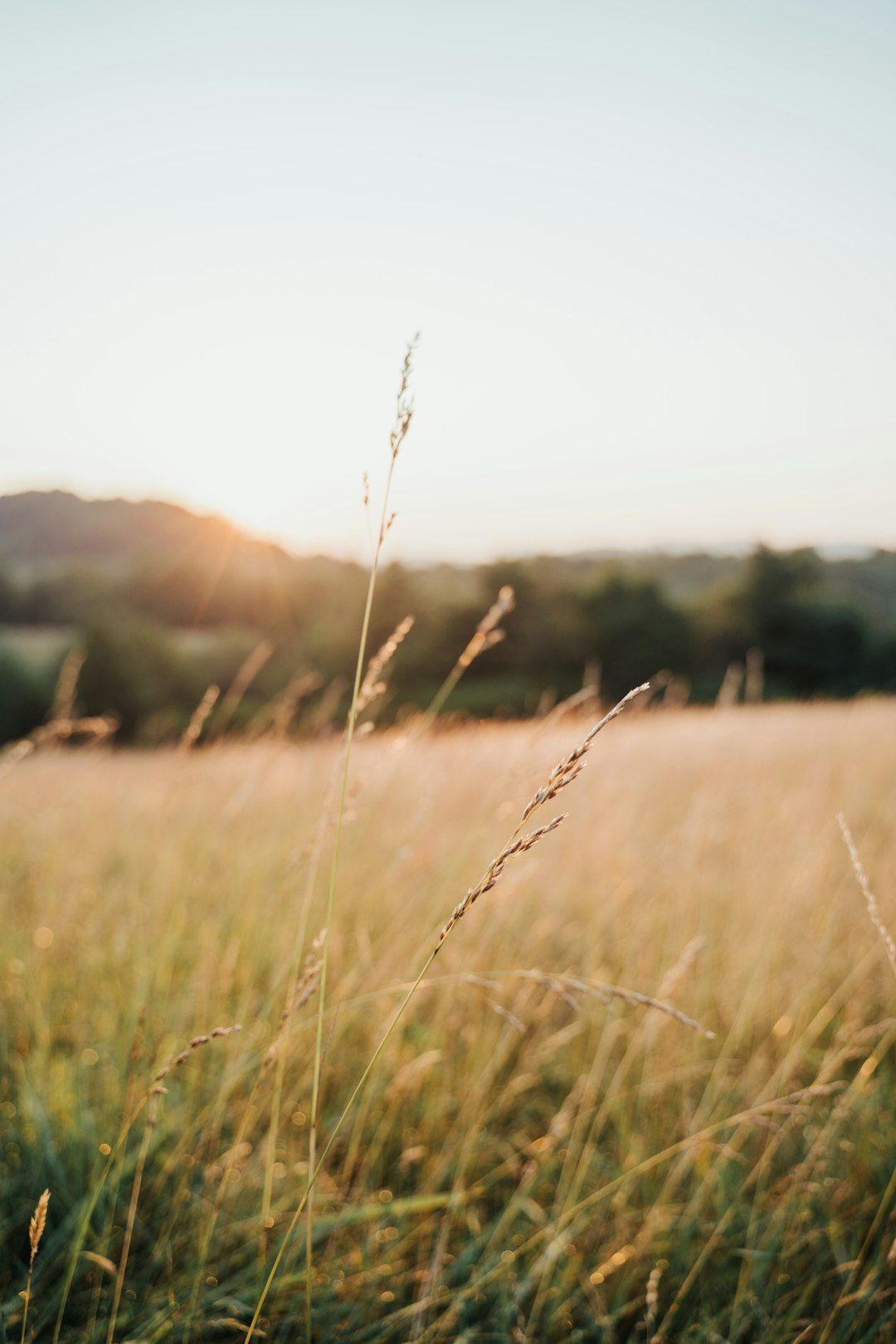 green grass field during daytime