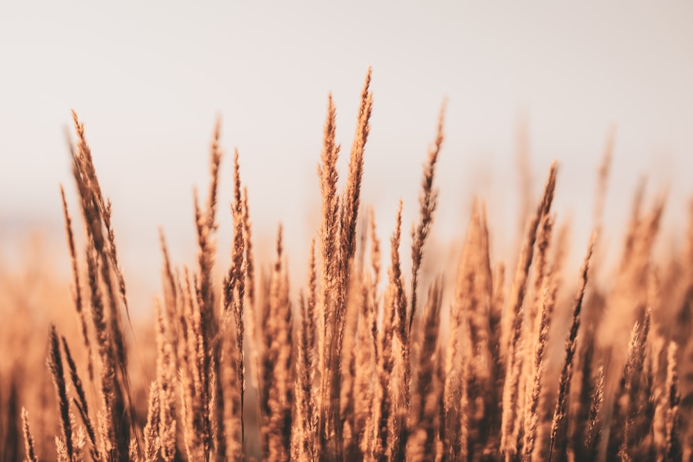 brown wheat field during daytime