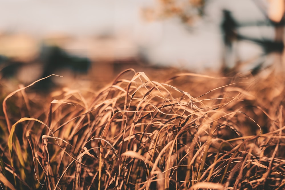 brown wheat field during daytime