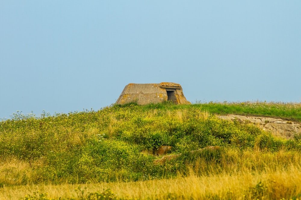 brown house on green grass field during daytime