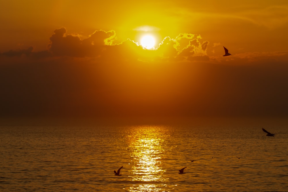 Silhouette von Vögeln, die während des Sonnenuntergangs über das Meer fliegen