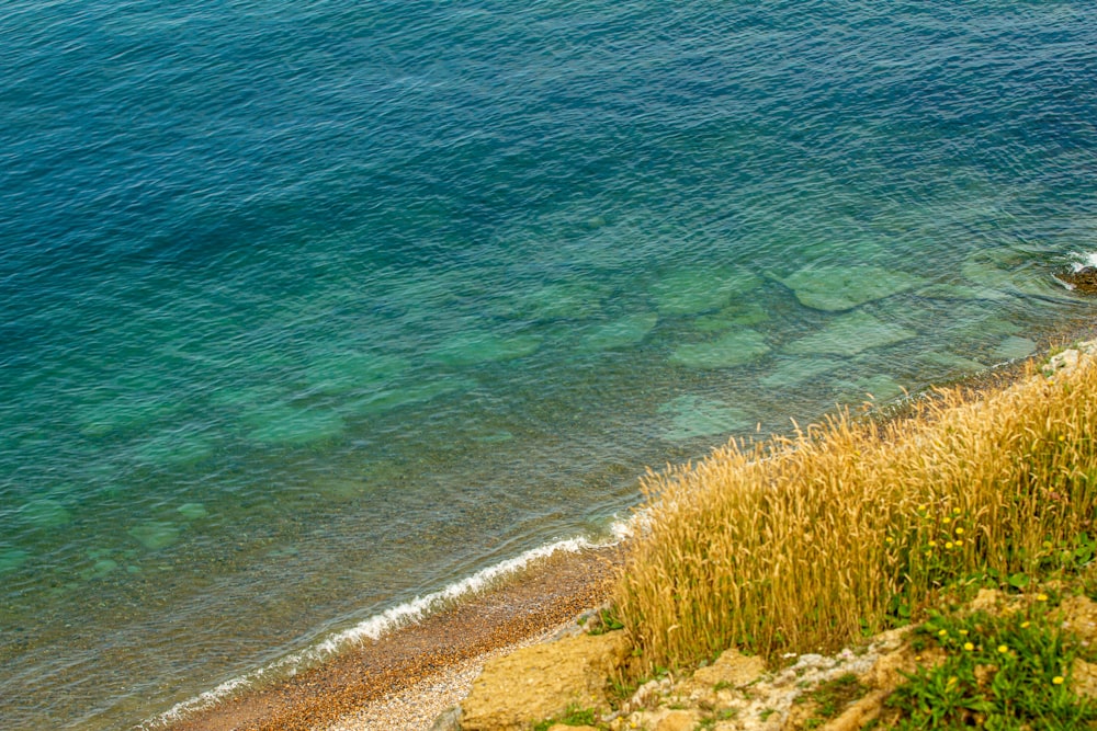 green grass near body of water during daytime