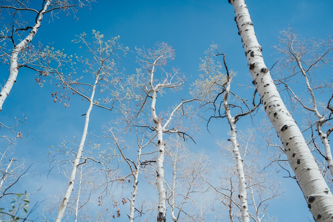 white leaf trees under blue sky during daytime