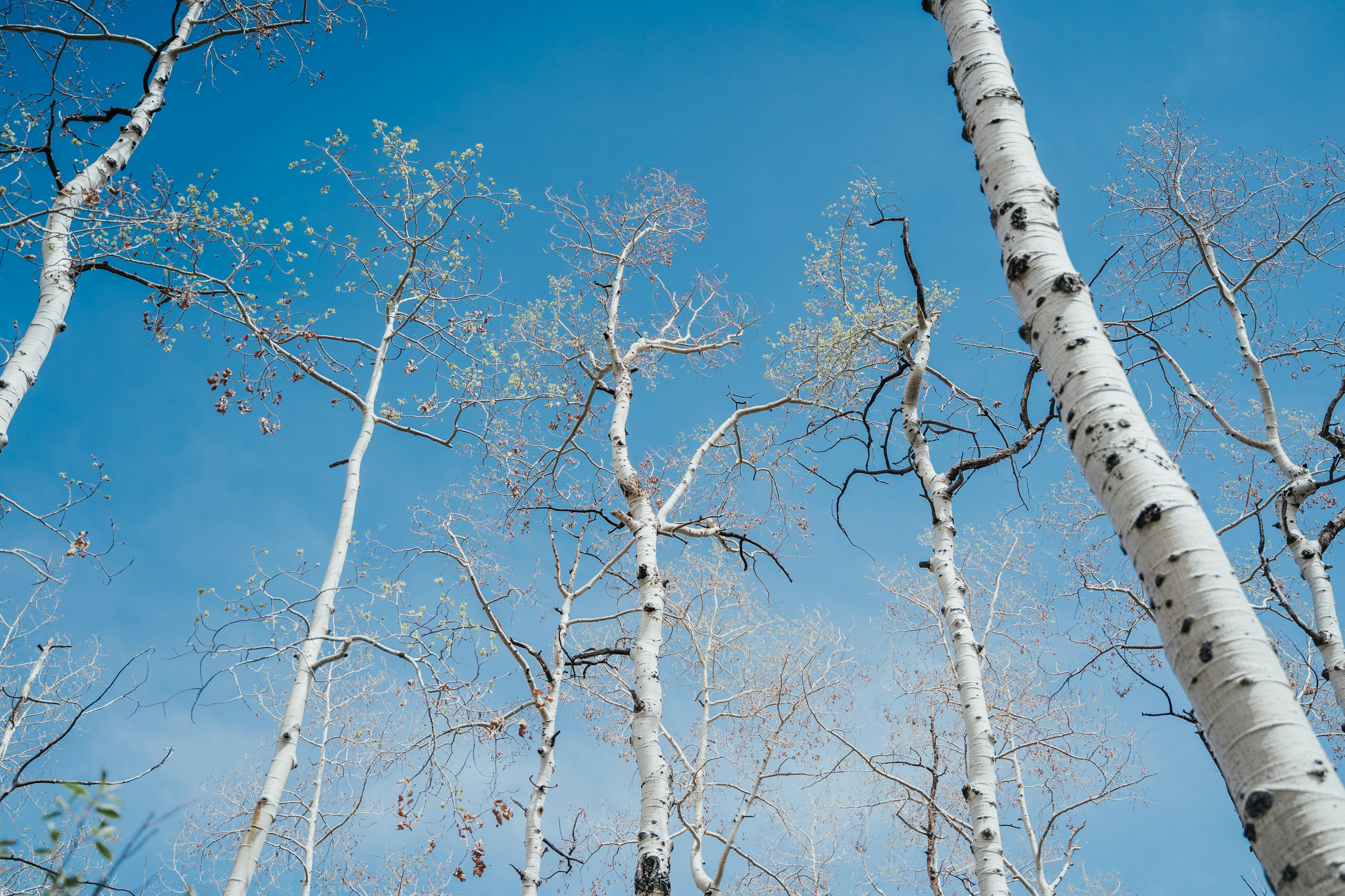 white leaf trees under blue sky during daytime