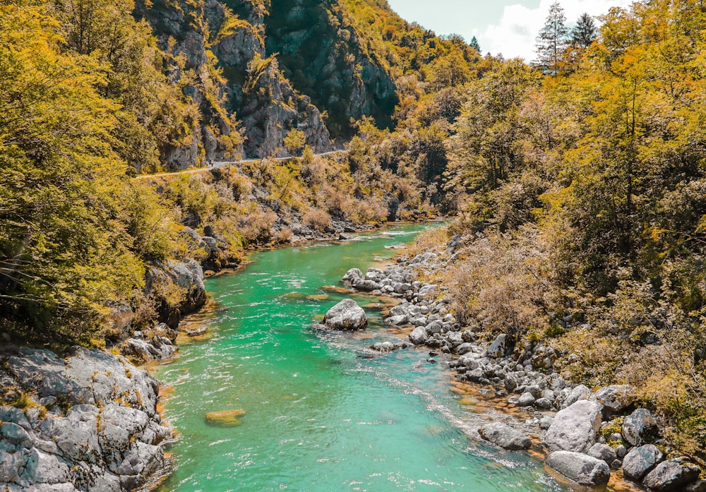 river in the middle of forest during daytime