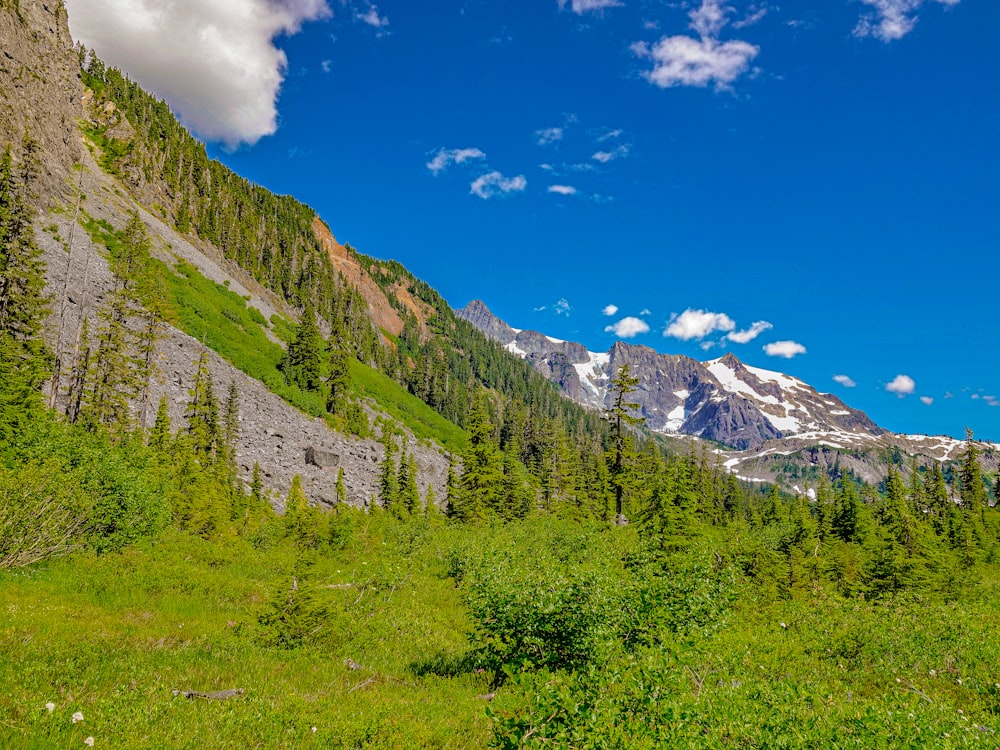 green trees and mountain under blue sky during daytime