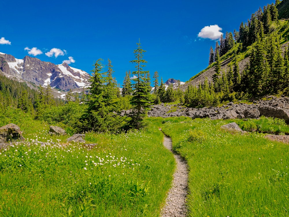 green grass field near green pine trees and snow covered mountain during daytime