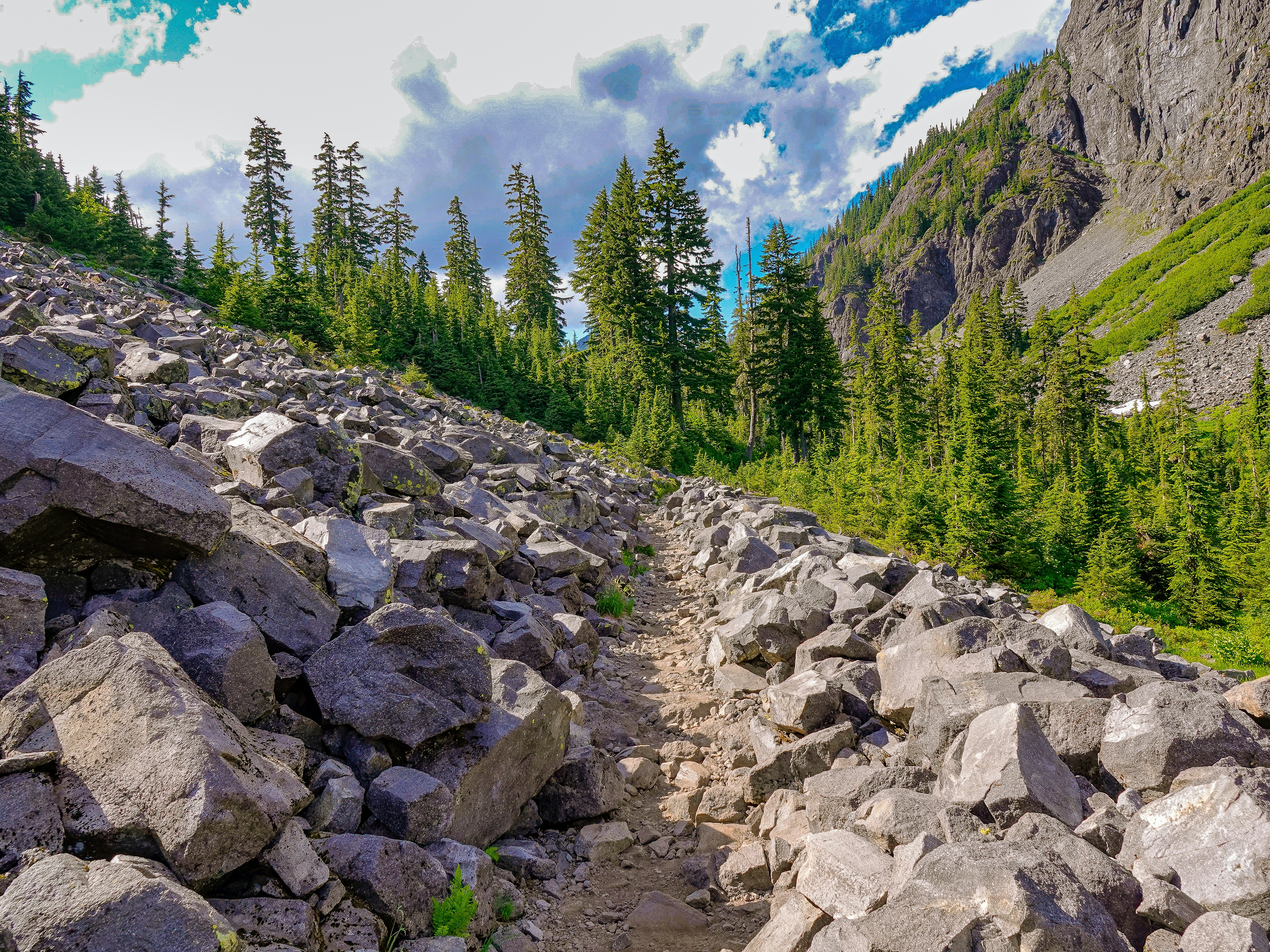 Pohon pinus hijau di Rocky Mountain di bawah langit biru di siang hari