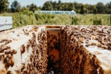 A close-up view of a beehive filled with busy bees on honeycomb frames, situated in an outdoor environment with leafy foliage in the background.