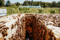 Close-up of bees busily working on a vibrant flower-filled hive in a lush meadow.