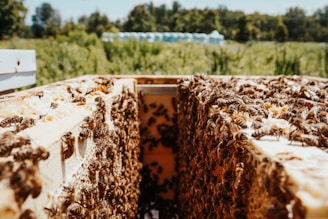 A close-up view of a beehive filled with busy bees on honeycomb frames, situated in an outdoor environment with leafy foliage in the background.