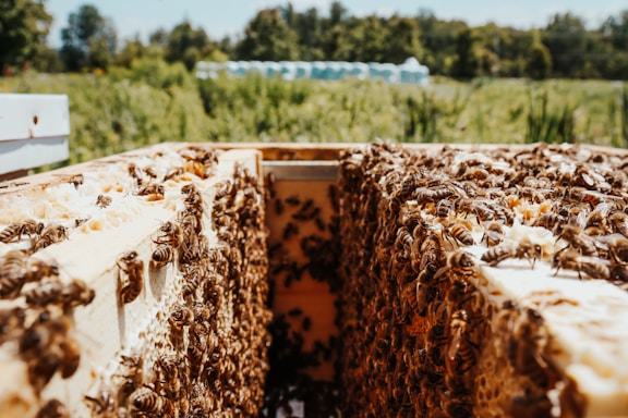 A close-up photo of a Kenya top bar hive surrounded by thriving bee colonies in a lush Nigerian farm.