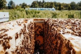 A close-up view of a beehive filled with busy bees on honeycomb frames, situated in an outdoor environment with leafy foliage in the background.