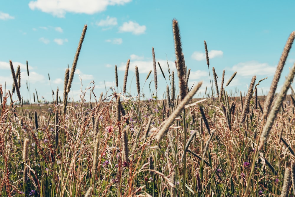 brown wheat field under blue sky during daytime