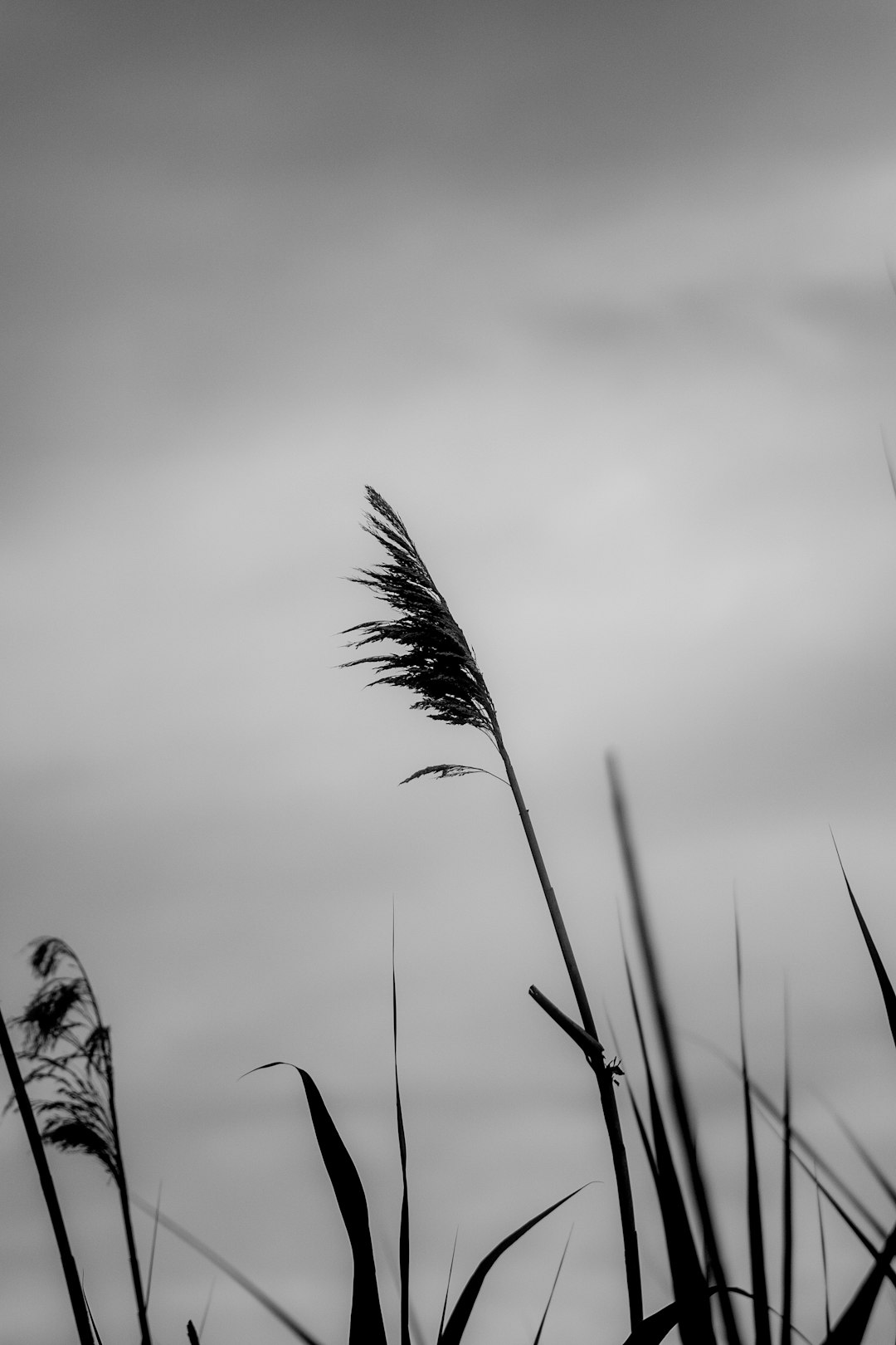 grayscale photo of wheat plant