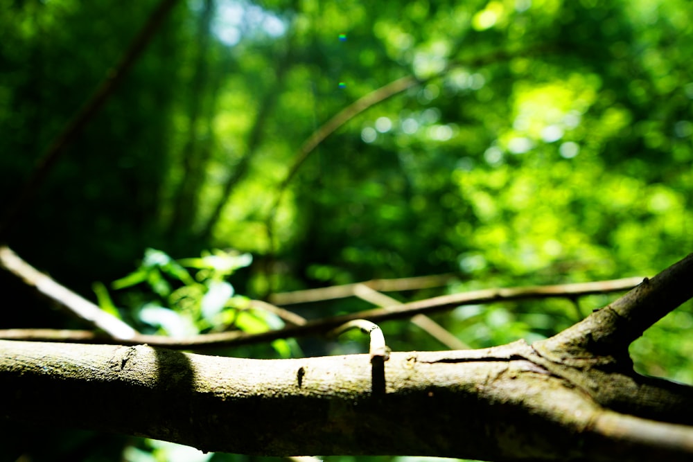 brown tree branch in tilt shift lens