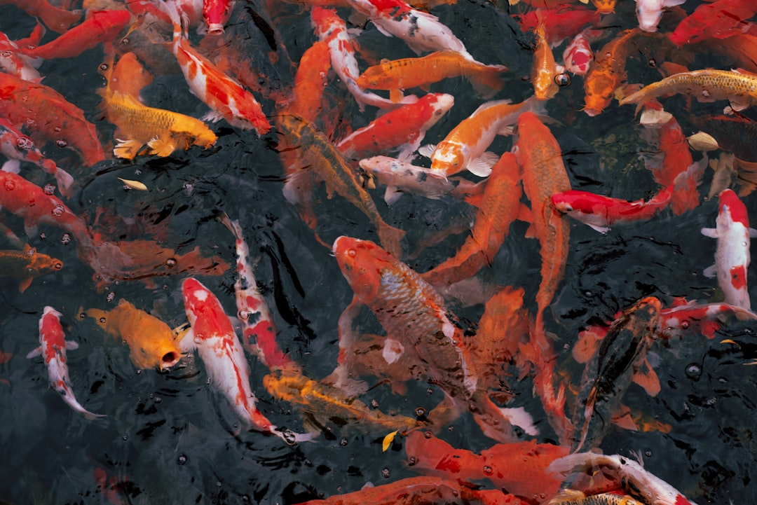 orange fishes in water during daytime