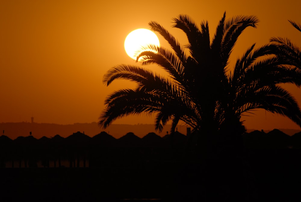 silhouette of palm trees during sunset