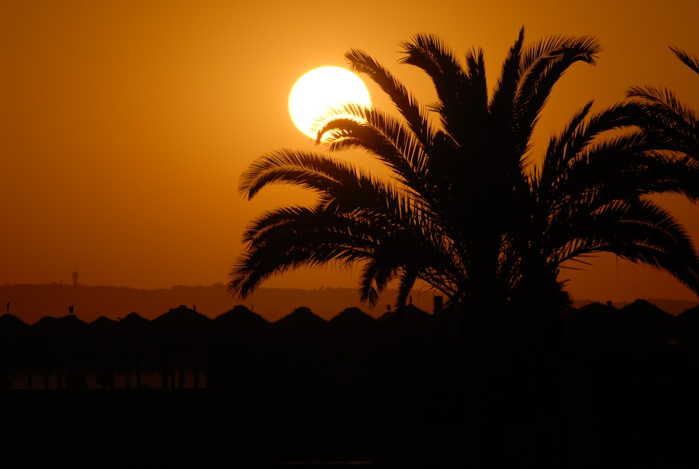 silhouette de palmiers au coucher du soleil