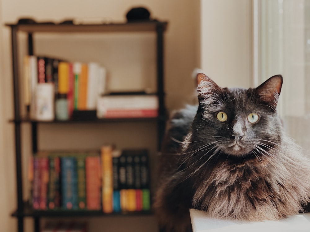 chat noir et blanc sur étagère en bois marron
