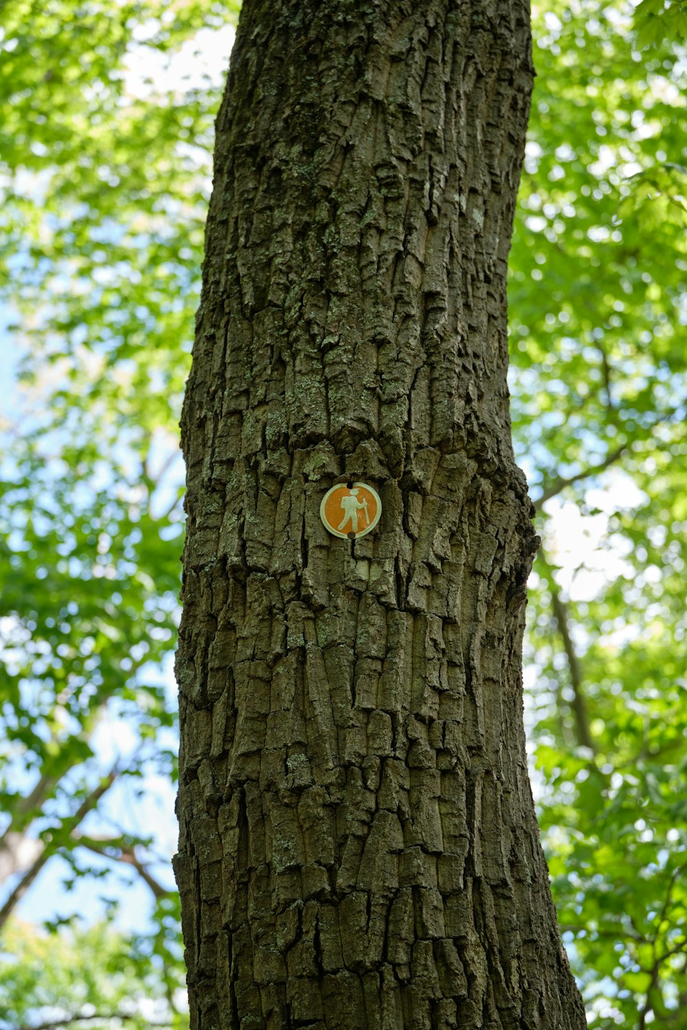 brown tree trunk with green leaves