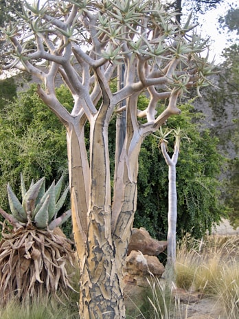 A set of unusual, distinctively shaped trees in a natural setting featuring rough, textured bark. The background includes other plants like a large agave and leafy shrubs. The scene is serene and presents a variety of plant life in what appears to be a dry, possibly desert-like environment.