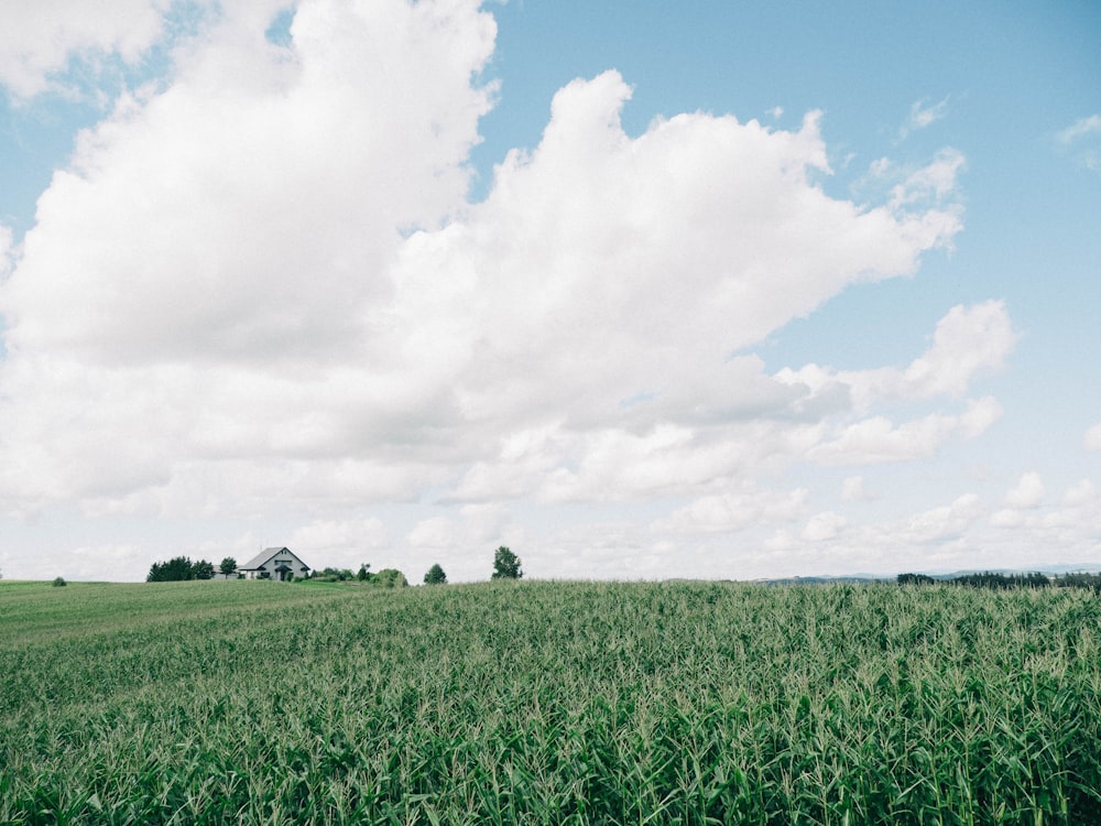 Grüner Rasenplatz unter weißen Wolken tagsüber