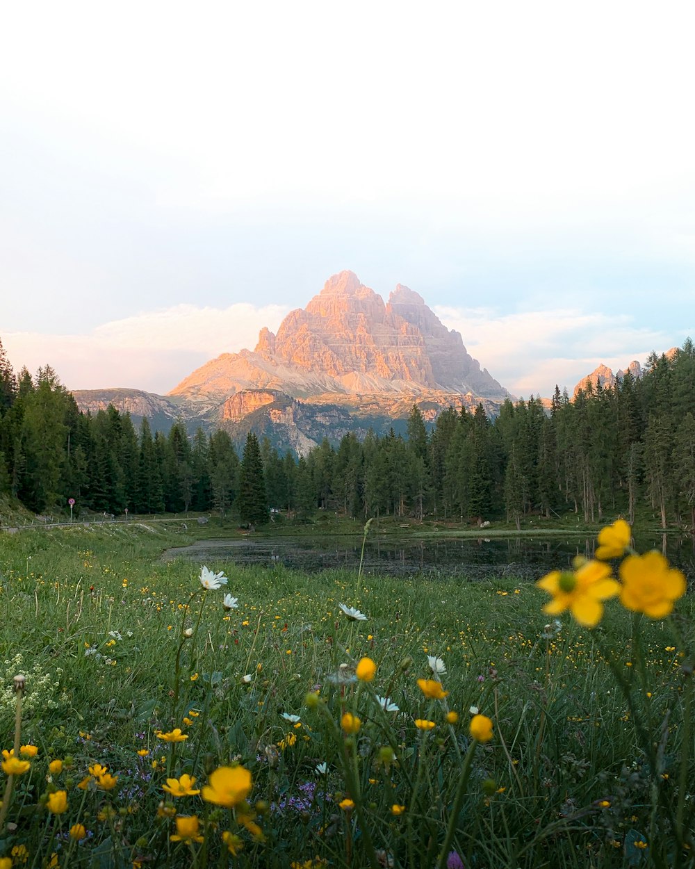 yellow flower field near green trees and mountains during daytime