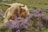A Highland cow with long, shaggy beige hair and large horns is nestled among lush purple heather plants in a grassy, open landscape.