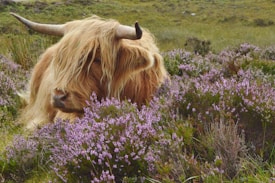 A Highland cow with long, shaggy beige hair and large horns is nestled among lush purple heather plants in a grassy, open landscape.