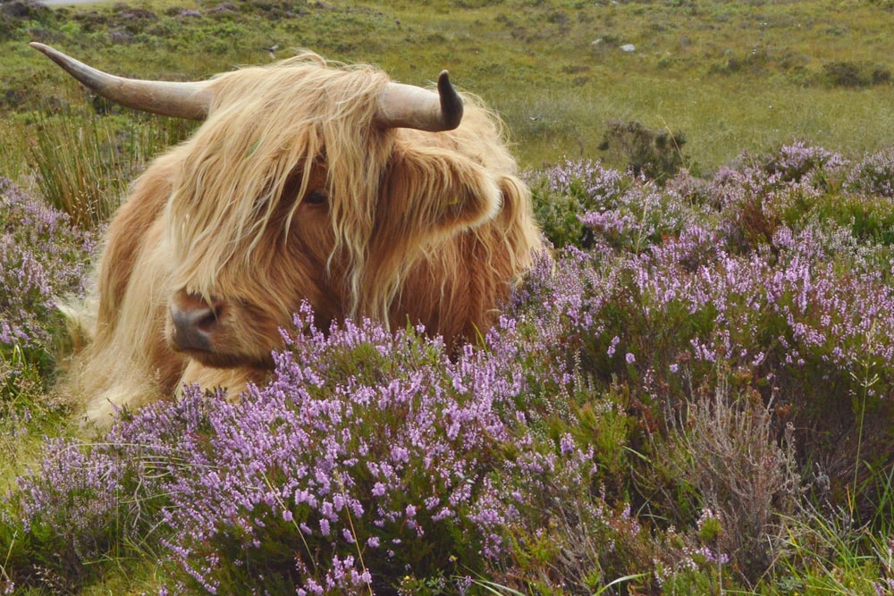 brown cow on green grass field during daytime