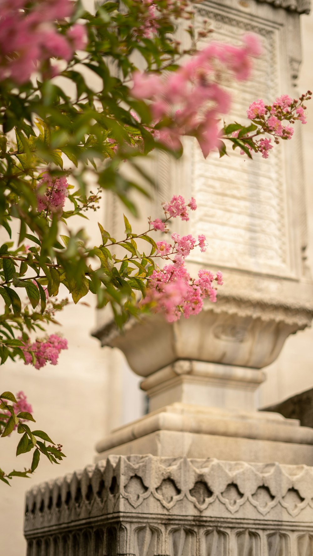 pink flowers on white ceramic vase