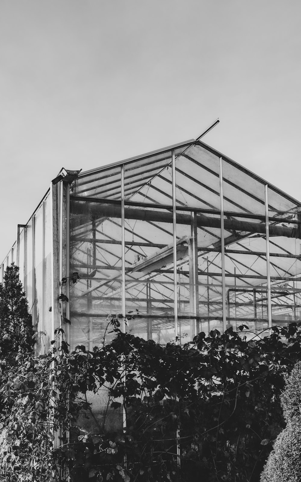 grayscale photo of flowers in greenhouse