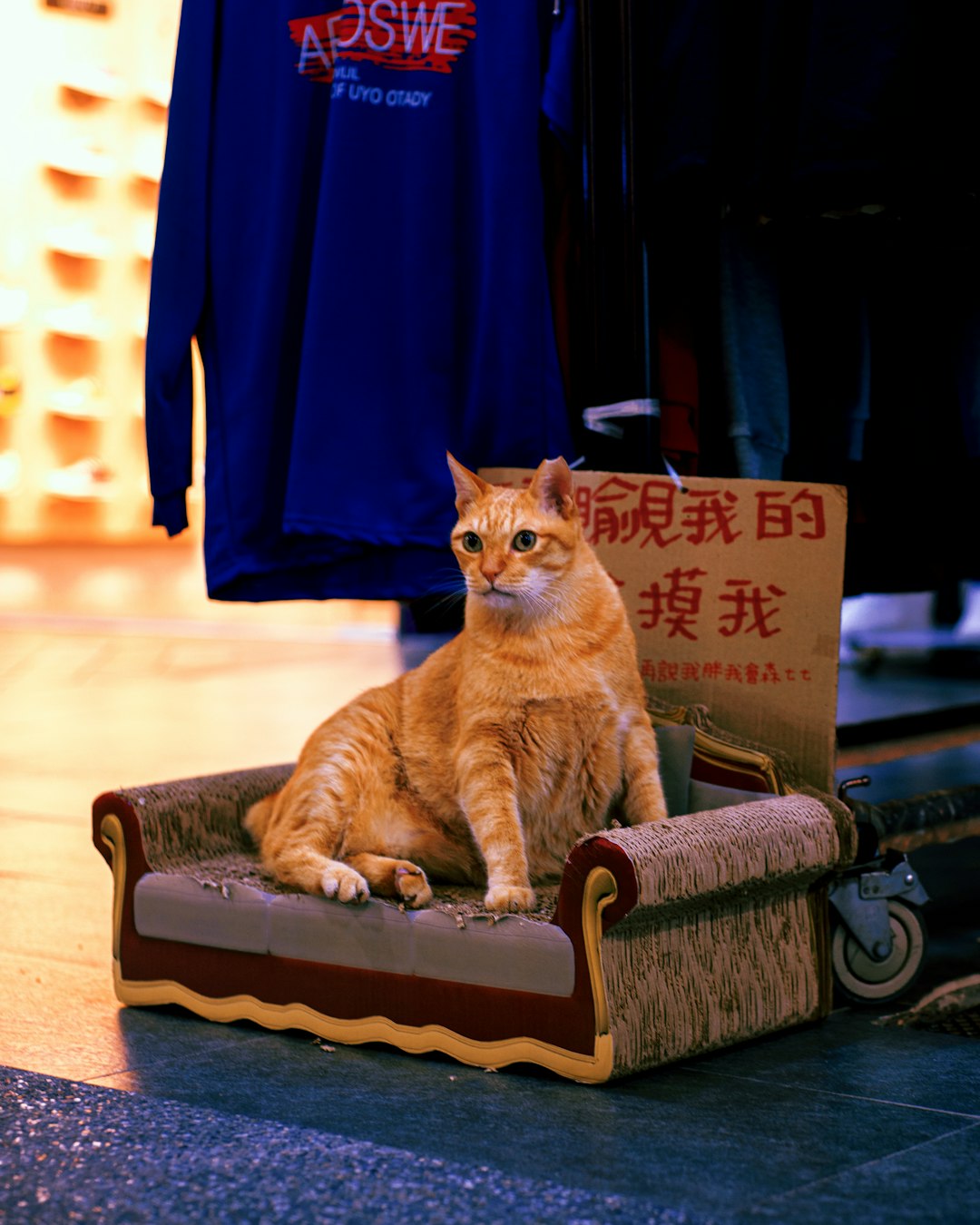 orange tabby cat on brown wooden armchair