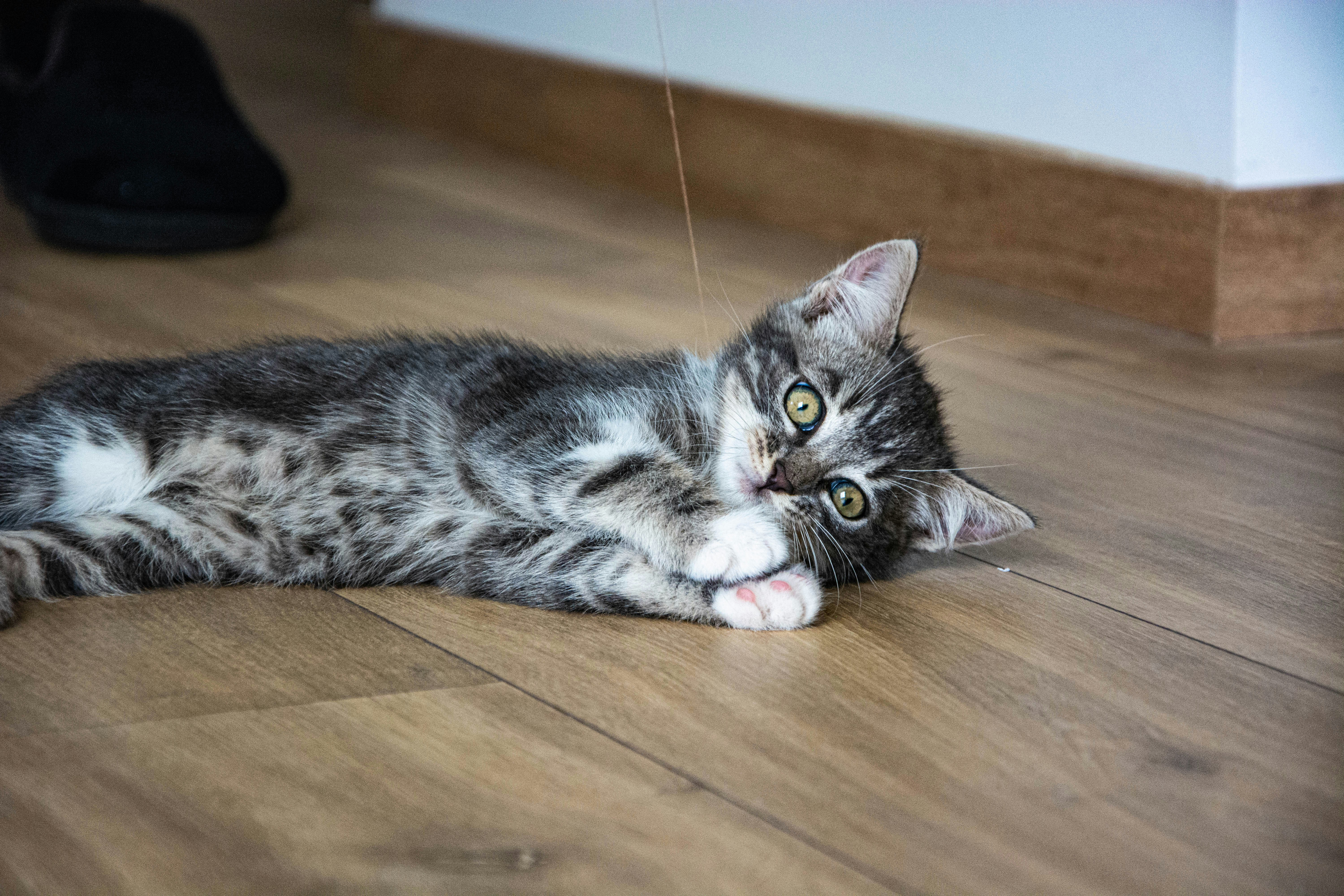 black and white cat lying on brown wooden floor
