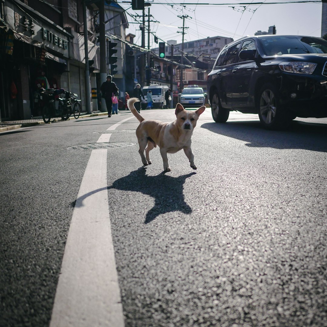 brown and white short coated dog on gray asphalt road during daytime