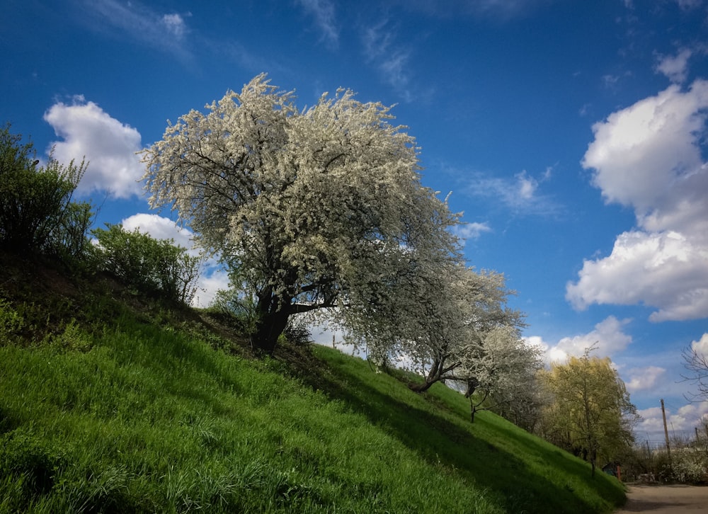 white leaf tree on green grass field under blue sky during daytime