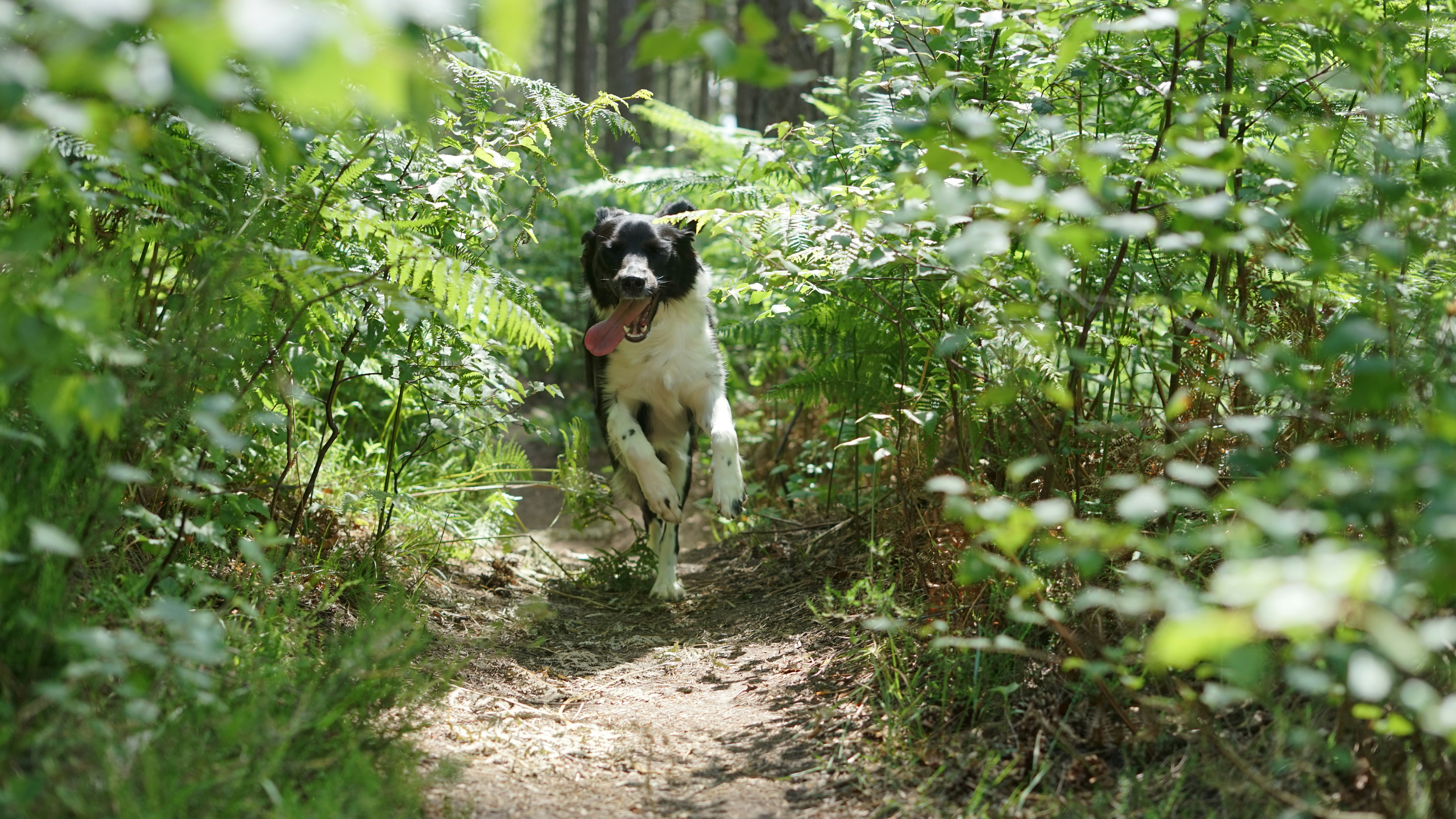 Pointer Border Collie Mix