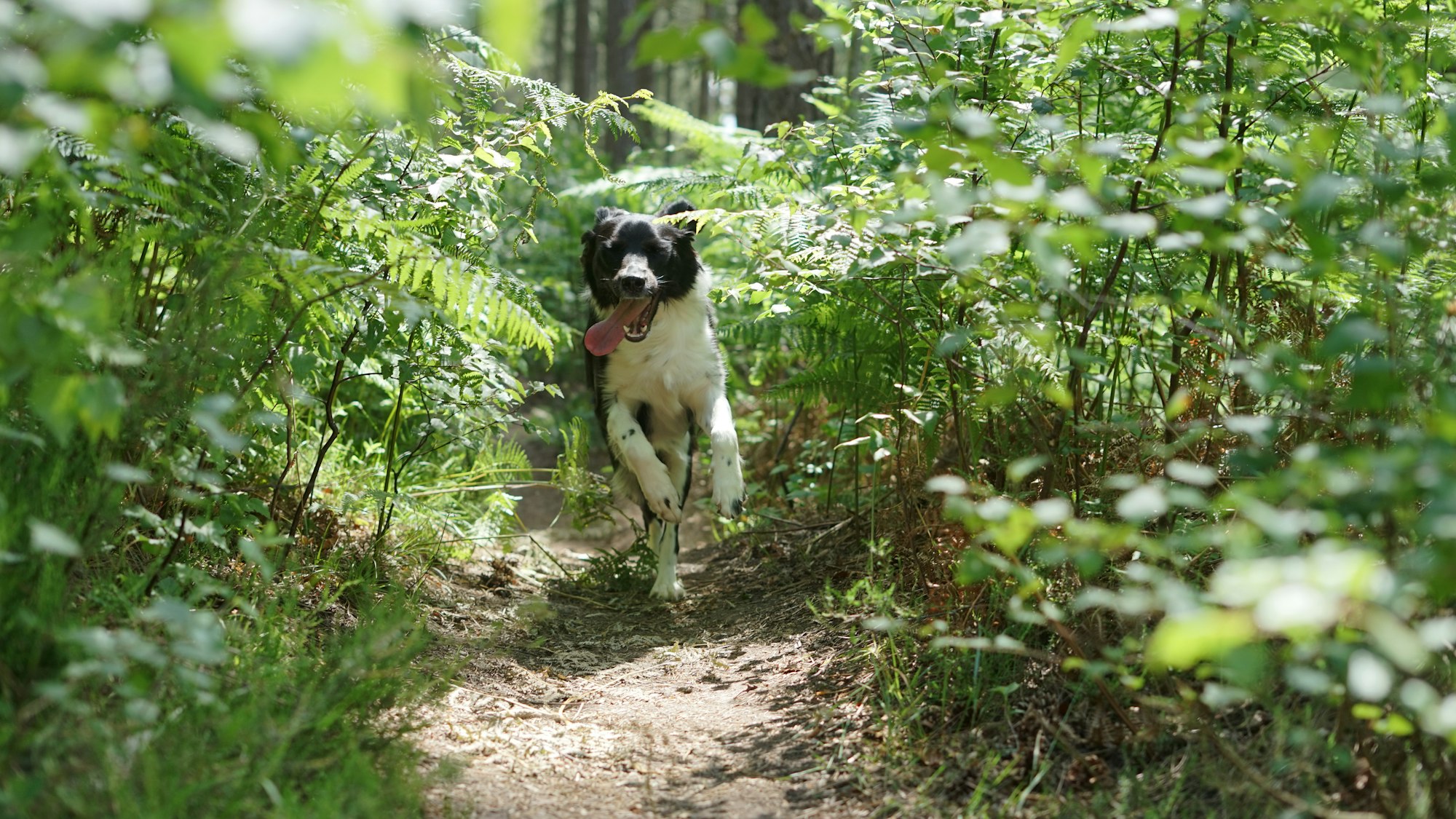 Pointer Border Collie Mix