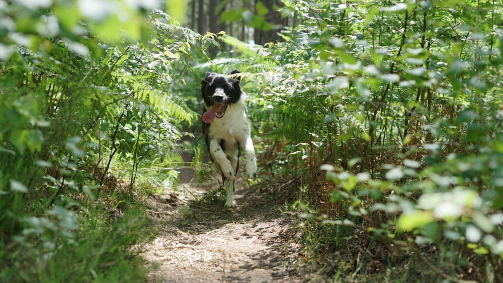 Perro de pelo corto blanco y negro que camina por un camino de tierra marrón durante el día