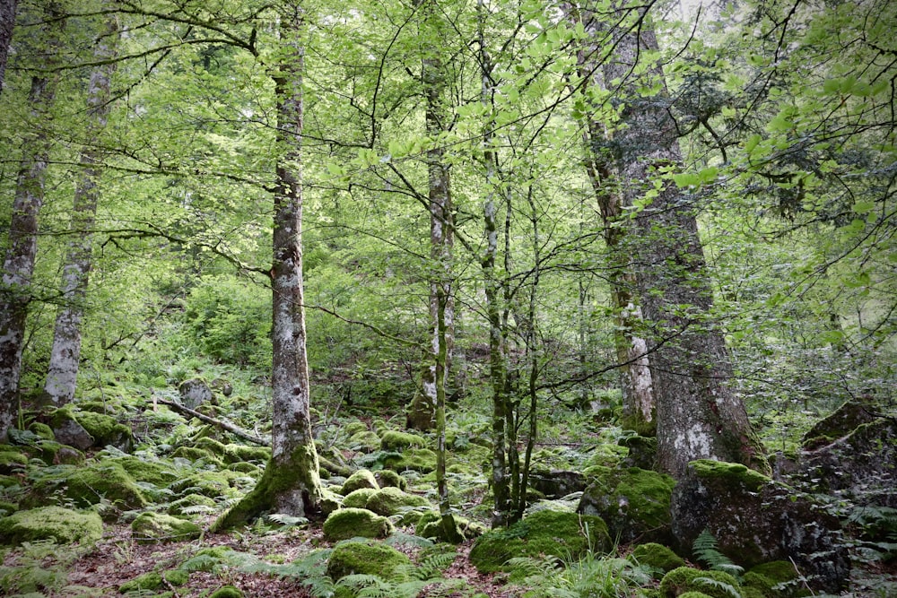 muschio verde su tronco d'albero marrone