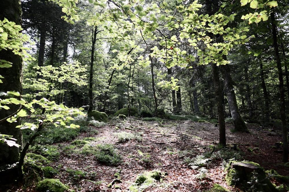 green leaf trees during daytime