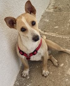 A small tan and white dog with a curious expression wearing a red harness. It sits on a concrete floor, leaning slightly against a white textured wall. The dog's ears are perked up as it looks towards the camera.