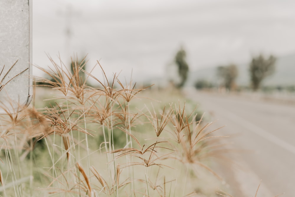 brown wheat field during daytime